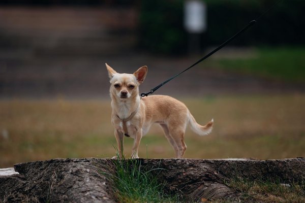 Maximizing Vertical Space: Creative Solutions for Multi-Level Townhouse Living